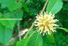 Kratom Culture